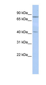KLHL3 antibody LS-C101743 Western blot of HepG2 cell lysate.