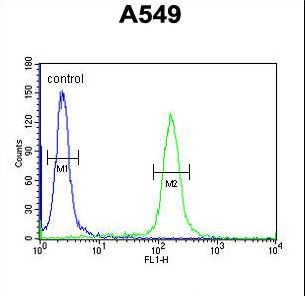 KLHL9 Antibody flow cytometry of A549 cells (right histogram) compared to a negative control cell (left histogram). FITC-conjugated goat-anti-rabbit secondary antibodies were used for the analysis.