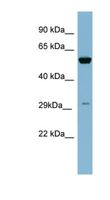 KLK10 / Kallikrein 10 antibody LS-C107575 Western blot of THP-1 cell lysate.