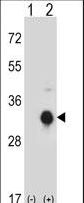 Western blot of KLK10 (arrow) using rabbit polyclonal KLK10 Antibody. 293 cell lysates (2 ug/lane) either nontransfected (Lane 1) or transiently transfected (Lane 2) with the KLK10 gene.