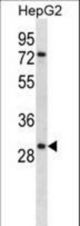 KLK10 Antibody western blot of HepG2 cell line lysates (35 ug/lane). The KLK10 antibody detected the KLK10 protein (arrow).