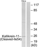 Western blot of extracts from HeLa cells, treated with etoposide 25 uM 24H, using Kallikrein-11 (Cleaved-Ile54) Antibody. The lane on the right is treated with the synthesized peptide.
