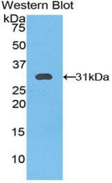Western blot of recombinant KLK11 / Kallikrein 11.