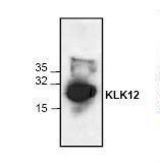 Western blot of KLK12 antibody LS-C146947.