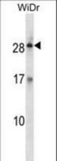 KLK12 Antibody western blot of WiDr cell line lysates (35 ug/lane). The KLK12 antibody detected the KLK12 protein (arrow).