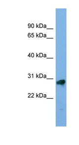 KLK13 / Kallikrein 13 antibody LS-C111627 Western blot of PANC1 cell lysate.