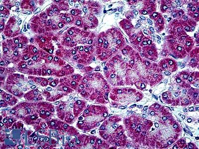 Anti-KLK13 / Kallikrein 13 antibody IHC of human pancreas. Immunohistochemistry of formalin-fixed, paraffin-embedded tissue after heat-induced antigen retrieval. Antibody LS-B4756 concentration 5 ug/ml.