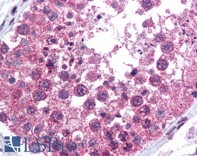 Anti-Kallikrein 13 antibody IHC of human testis. Immunohistochemistry of formalin-fixed, paraffin-embedded tissue after heat-induced antigen retrieval. Antibody LS-B524 concentration 2.5 ug/ml.