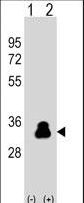 Western blot of KLK4 (arrow) using rabbit polyclonal KLK4 Antibody (S100). 293 cell lysates (2 ug/lane) either nontransfected (Lane 1) or transiently transfected (Lane 2) with the KLK4 gene.