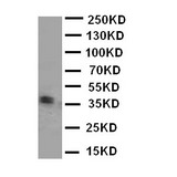 WB of KLK5 / Kallikrein 5 antibody. WB: Mouse Liver Tissue Lysate.