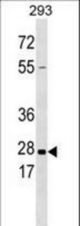KLK5 Antibody (L159) western blot of 293 cell line lysates (35 ug/lane). The KLK5 antibody detected the KLK5 protein (arrow).