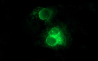 Anti-KLK8 mouse monoclonal antibody immunofluorescent staining of COS7 cells transiently transfected by pCMV6-ENTRY KLK8.