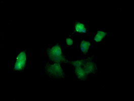 Anti-KLK8 mouse monoclonal antibody immunofluorescent staining of COS7 cells transiently transfected by pCMV6-ENTRY KLK8.