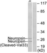 Western blot of extracts from Jurkat cells, treated with etoposide 25 uM 24h, using Neuropsin (Cleaved-Val33) Antibody. The lane on the right is treated with the synthesized peptide.