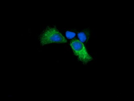 Anti-KLK8 mouse monoclonal antibody immunofluorescent staining of COS7 cells transiently transfected by pCMV6-ENTRY KLK8.