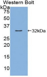 Western blot of recombinant KLK9 / Kallikrein 9.