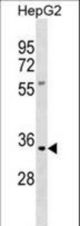 KLK9 Antibody western blot of HepG2 cell line lysates (35 ug/lane). The KLK9 antibody detected the KLK9 protein (arrow).