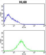 KLRC2 Antibody flow cytometry of HL60 cells (bottom histogram) compared to a negative control cell (top histogram). FITC-conjugated goat-anti-rabbit secondary antibodies were used for the analysis.