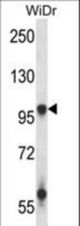 GRIA3 Antibody western blot of WiDr cell line lysates (35 ug/lane). The GRIA3 antibody detected the GRIA3 protein (arrow).