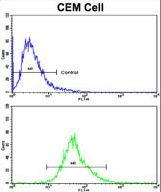 Flow cytometric of CEM cells using KLRD1 Antibody (bottom histogram) compared to a negative control cell (top histogram). FITC-conjugated goat-anti-rabbit secondary antibodies were used for the analysis.