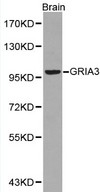Western blot of GRIA3 pAb in extracts from mouse brain tissue.