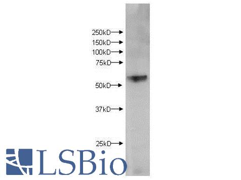 Western Blot of Rabbit anti-KMO antibody. Lane 1: Brain Extract. Load: 10 ug per lane. Primary antibody: KMO antibody at 1ug/mL for overnight at 4 degrees C. Secondary antibody: IRDye800 alpha rabbit secondary antibody at 1:10,000 for 45 min at RT. Block: 5% BLOTTO overnight at 4 degrees C. Predicted/Observed size: 58 kDa for KMO. Other band(s): None.