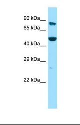 Western blot of Human 293T. KMO antibody dilution 1.0 ug/ml.