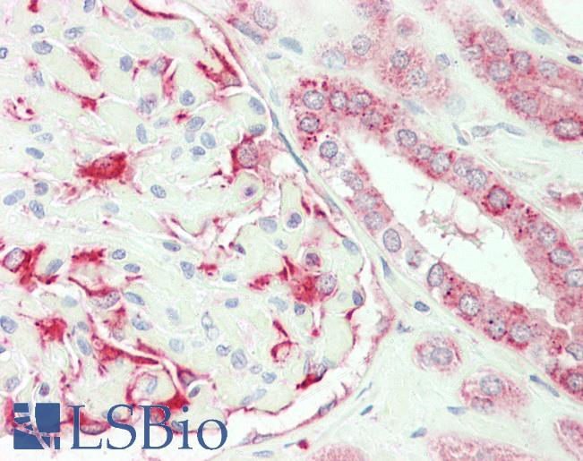 Anti-KMT2B / MLL4 antibody IHC staining of human kidney. Immunohistochemistry of formalin-fixed, paraffin-embedded tissue after heat-induced antigen retrieval.