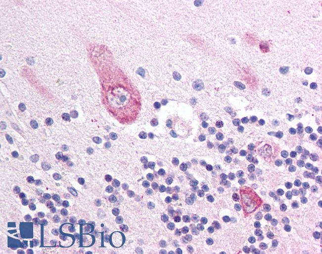 Anti-MLL5 antibody IHC of human brain, cerebellum. Immunohistochemistry of formalin-fixed, paraffin-embedded tissue after heat-induced antigen retrieval. Antibody LS-B867 concentration 10 ug/ml.