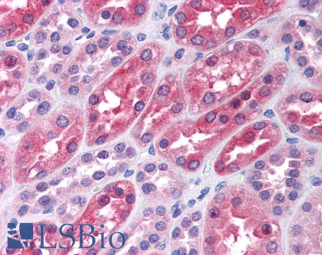 Anti-LMTK2 antibody IHC of human kidney. Immunohistochemistry of formalin-fixed, paraffin-embedded tissue after heat-induced antigen retrieval. Antibody LS-B4518 concentration 5 ug/ml.