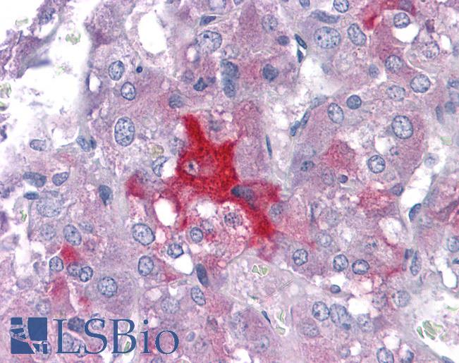 Anti-LMTK2 antibody IHC of human adrenal. Immunohistochemistry of formalin-fixed, paraffin-embedded tissue after heat-induced antigen retrieval. Antibody LS-B4518 concentration 5 ug/ml.