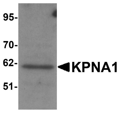 Western blot analysis of KPNA1 in HeLa cell lysate with KPNA1 antibody at 1ug/ml.