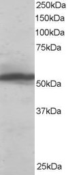 Antibody staining (0.1 ug/ml) of HeLa lysate (RIPA buffer, 35 ug total protein per lane). Primary incubated for 1 hour. Detected by Western blot of chemiluminescence.