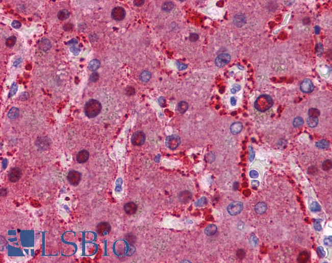 Anti-KPNA2 antibody IHC of human liver. Immunohistochemistry of formalin-fixed, paraffin-embedded tissue after heat-induced antigen retrieval. Antibody LS-B5340 concentration 5 ug/ml.
