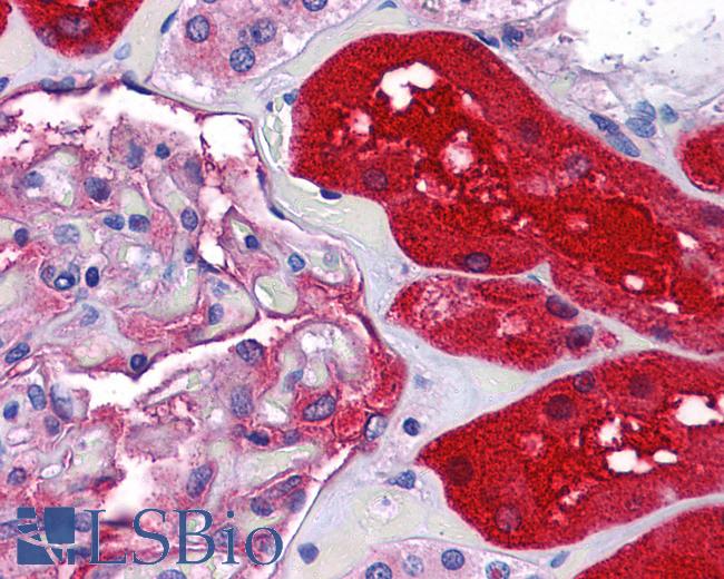 Anti-KPNA2 antibody IHC of human kidney. Immunohistochemistry of formalin-fixed, paraffin-embedded tissue after heat-induced antigen retrieval. Antibody LS-B5340 concentration 5 ug/ml.