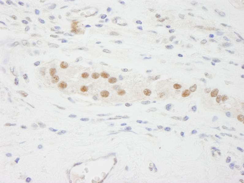 Detection of Human KPNA3 by Immunohistochemistry. Sample: FFPE section of human testis. Antibody: Affinity purified rabbit anti-KPNA3 used at a dilution of 1:500.