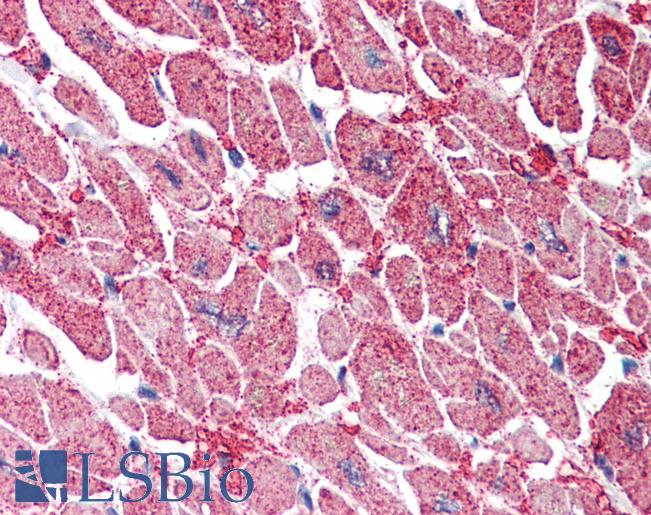 Anti-KPNA3 antibody IHC of human heart. Immunohistochemistry of formalin-fixed, paraffin-embedded tissue after heat-induced antigen retrieval. Antibody LS-B2289 concentration 5 ug/ml.