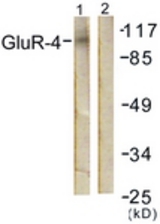 Western blot of extracts from NIH-3T3 cells, treated with Forskolin 40 nM 30', using GluR4 (Ab-862) Antibody. The lane on the right is treated with the synthesized peptide.