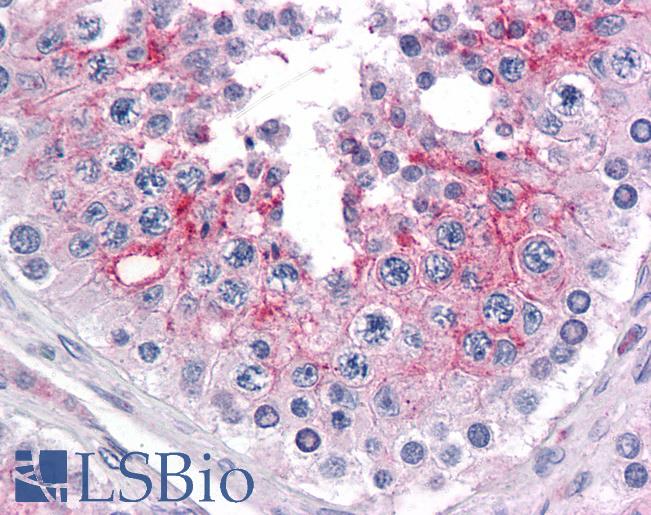 Anti-KPNA5 antibody IHC of human testis. Immunohistochemistry of formalin-fixed, paraffin-embedded tissue after heat-induced antigen retrieval. Antibody LS-B4728 concentration 5 ug/ml.
