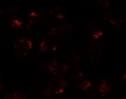 Immunofluorescence of KPNA5 in EL4 cells with KPNA5 antibody at 20 µg/mL.