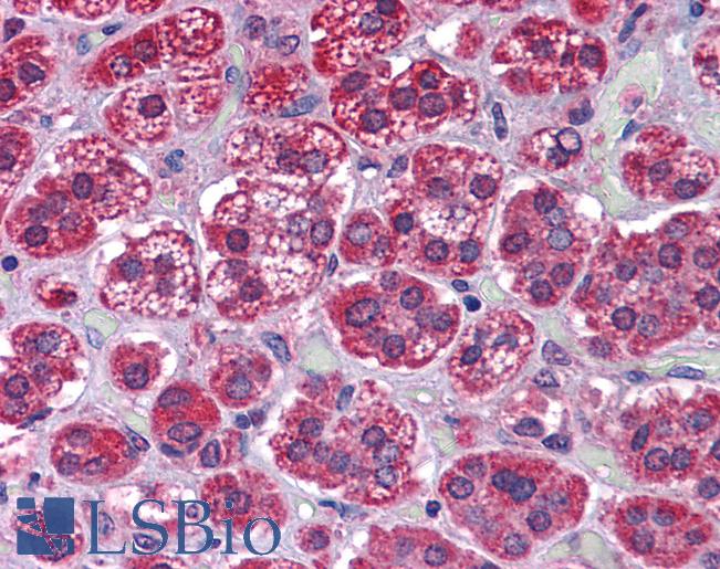 Anti-KPNA6 antibody IHC of human adrenal. Immunohistochemistry of formalin-fixed, paraffin-embedded tissue after heat-induced antigen retrieval. Antibody LS-B4460 concentration 3.75 ug/ml.