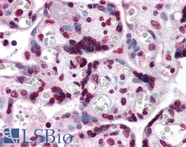 Anti-KPNA7 antibody IHC of human placenta. Immunohistochemistry of formalin-fixed, paraffin-embedded tissue after heat-induced antigen retrieval. Antibody LS-B4729 concentration 5 ug/ml.