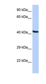KPTN / Kaptin antibody LS-C102787 Western blot of HepG2 cell lysate.