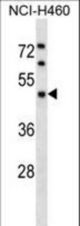 KPTN Antibody western blot of NCI-H460 cell line lysates (35 ug/lane). The KPTN antibody detected the KPTN protein (arrow).
