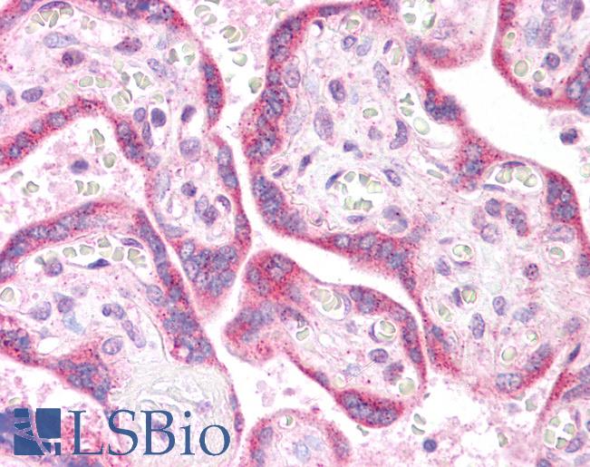 Anti-KRAS antibody IHC of human placenta. Immunohistochemistry of formalin-fixed, paraffin-embedded tissue after heat-induced antigen retrieval. Antibody LS-B4683 concentration 5 ug/ml.