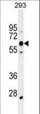 KRBA2 Antibody western blot of 293 cell line lysates (35 ug/lane). The antibody detected the protein (arrow).