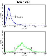 Flow cytometric of A375 cells using KREMEN1 Antibody (bottom histogram) compared to a negative control cell (top histogram). FITC-conjugated goat-anti-rabbit secondary antibodies were used for the analysis.