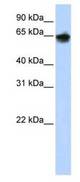 Western blot of 293T cell lysate.