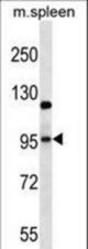 GRIA4 Antibody western blot of mouse spleen tissue lysates (35 ug/lane). The GRIA4 antibody detected the GRIA4 protein (arrow).