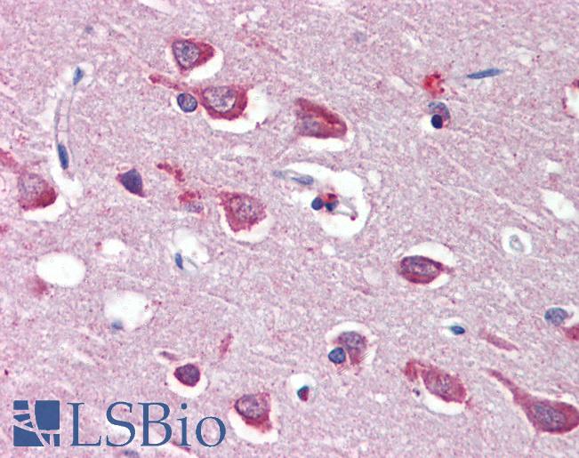 Anti-GRIA4 / GLUR4 antibody IHC of human brain, cortex. Immunohistochemistry of formalin-fixed, paraffin-embedded tissue after heat-induced antigen retrieval. Antibody LS-B3606 concentration 5 ug/ml.